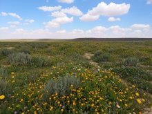 King Salman Royal Reserve Marks World Agriculture Day with Nearly Four Million Trees Planted