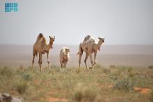 Imam Turki Royal Reserve Grazing Program Boosts Local Communities, Sustainability