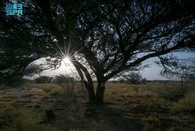 Acacia Nilotica Flourishes in Najran, Revives Environment and Economy