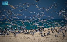 International Recognition and Global Leadership Crown Saudi Efforts in Protecting Migratory Birds