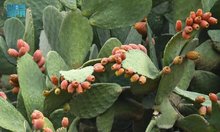 Prickly Pears Revitalize Markets in Aseer, Boost Tourism
