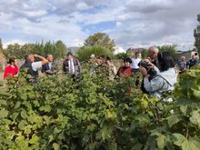 organic products festival in Talas region