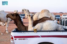 King Abdulaziz Camel Festival Drives Economic Surge in Local, Gulf Markets