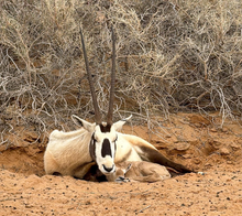 Qassim National Park Records Third Consecutive Arabian Oryx Births