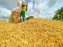 Vietnam to export first batch of low-emission rice
