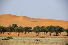 Initiative Launched to Combat Desertification and Drought in Saudi Arabia