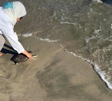 National Wildlife Center Releases Rehabilitated Loggerhead, Green Turtles at Abu Ali Island 