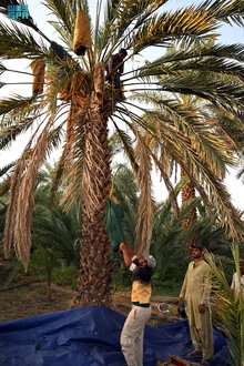 Madinah's Jadad: a Harvest of Tradition