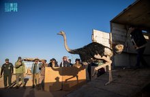 National Center for Wildlife, Prince Mohammed bin Salman Reserve Release 35 Endangered Species to Boost Biodiversity