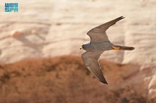 RCU Records Robust Sooty Falcon Population in Sharaan Nature Reserve 