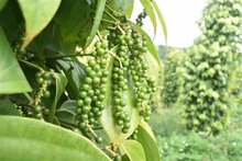 Vietnam’s key exports to Egypt include computers, electronic products and components, seafood, pepper, yarn, coffee, and other agricultural products. (Photo: VNA)