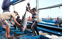 Vietnam earns 10.38 billion USD from aquatic exports in the first 11 months of 2025. (Photo: VNA)