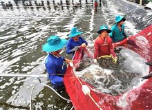 Vietnam's shrimp exports gain dual boost from key markets