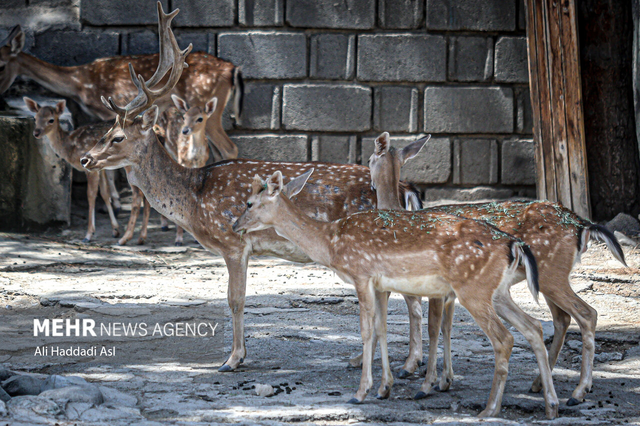 Tehran Grand Zoo