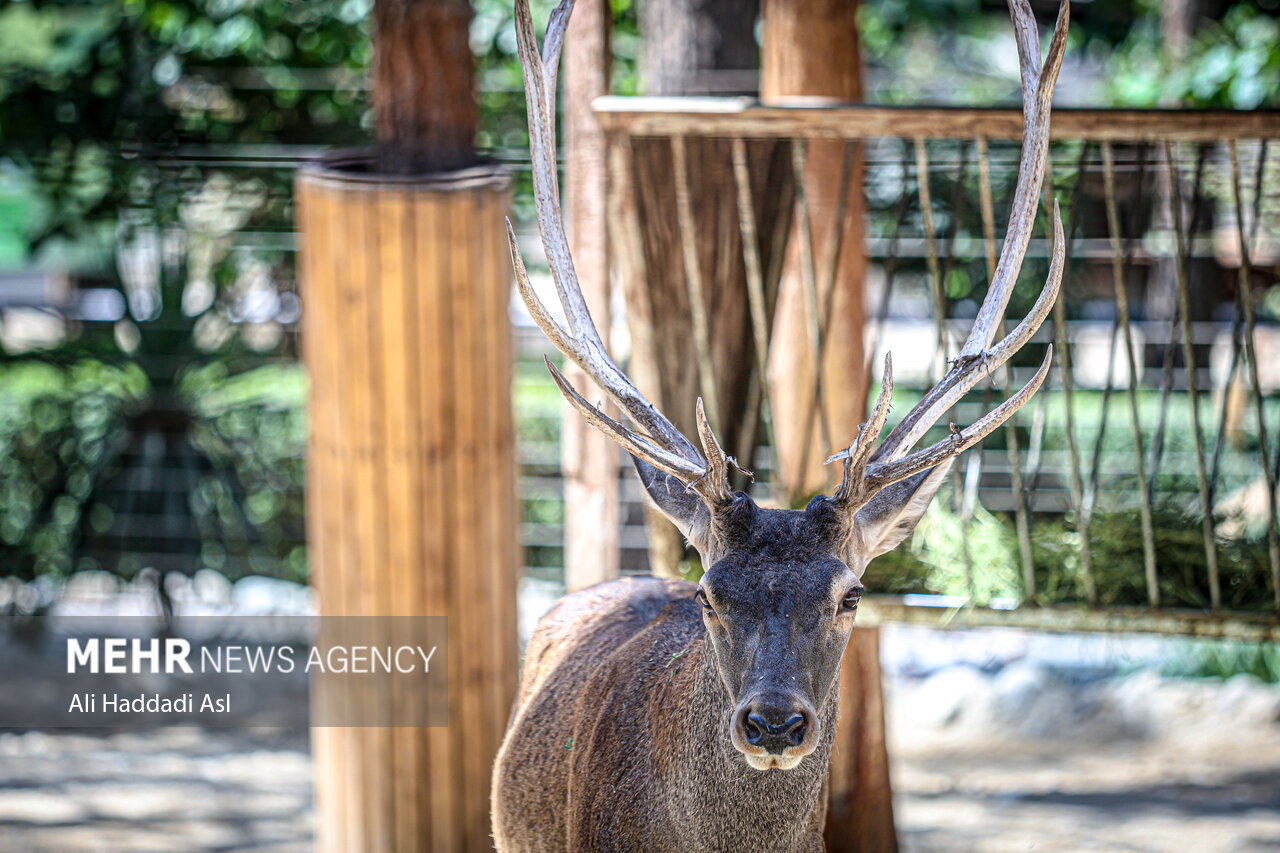 Tehran Grand Zoo