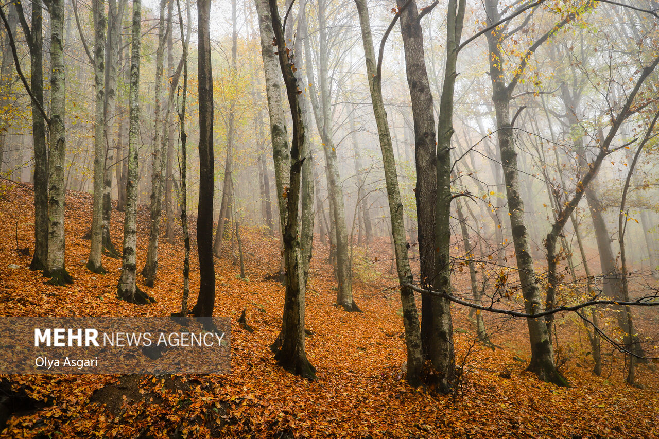 Autumn in the Heights of Golestan