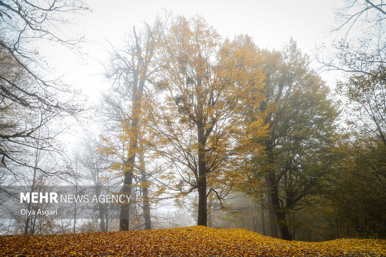 Autumn in the Heights of Golestan