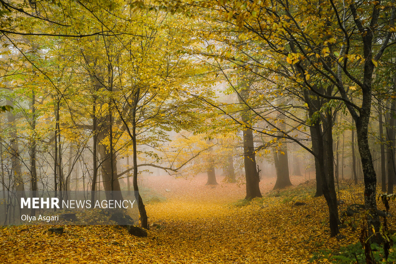 Autumn in the Heights of Golestan