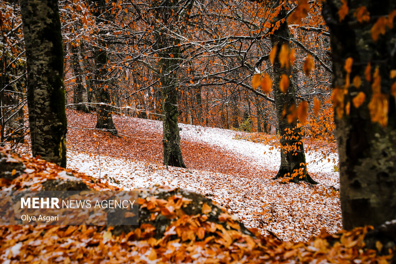 Autumn in the Heights of Golestan