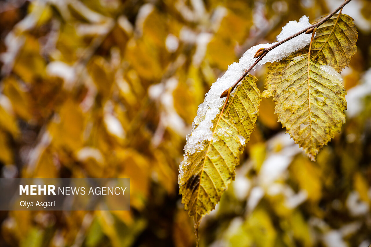 Autumn in the Heights of Golestan