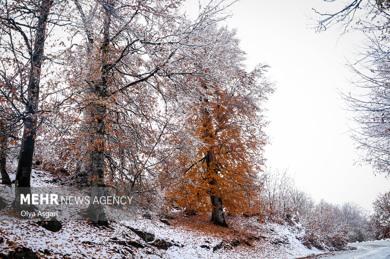 Autumn in the Heights of Golestan