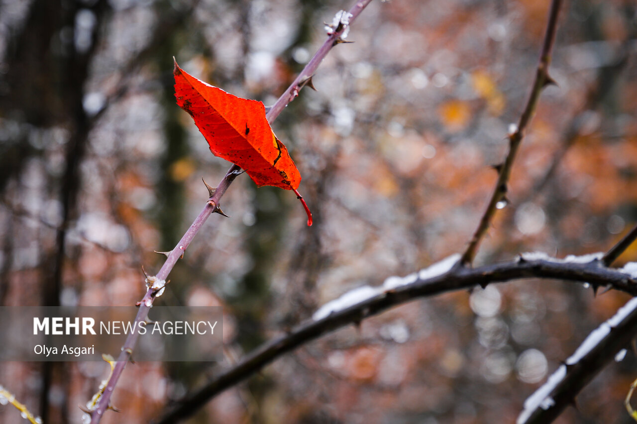 Autumn in the Heights of Golestan