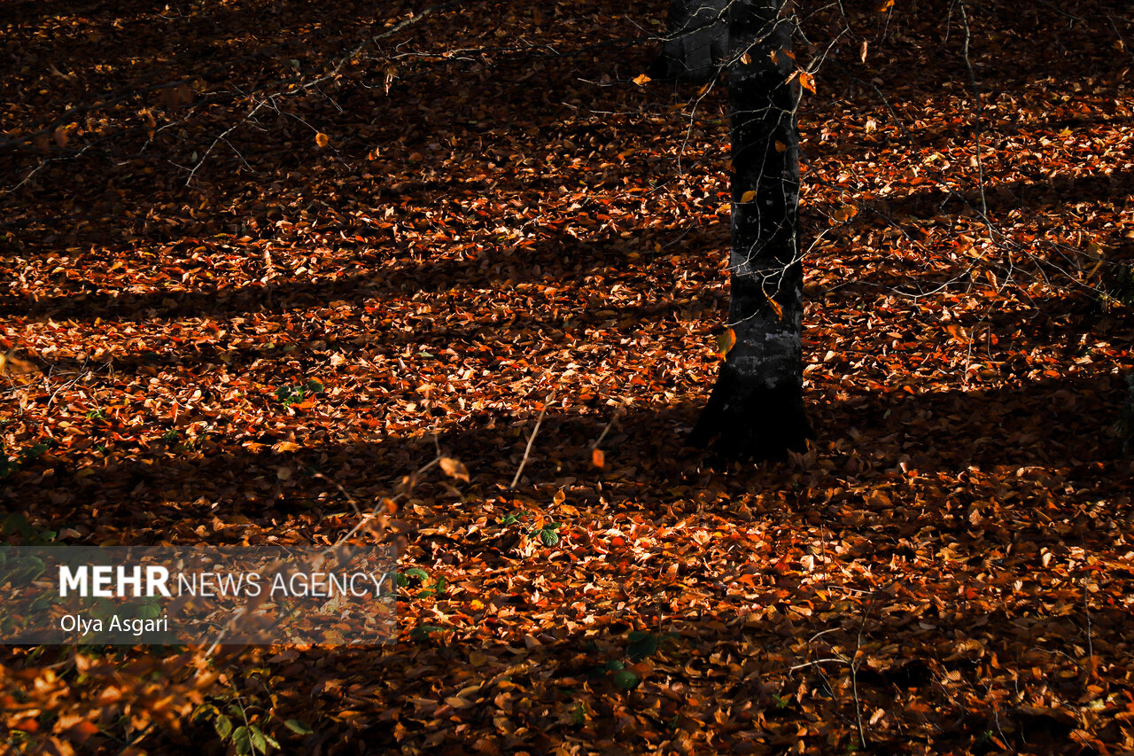 Autumn in the Heights of Golestan