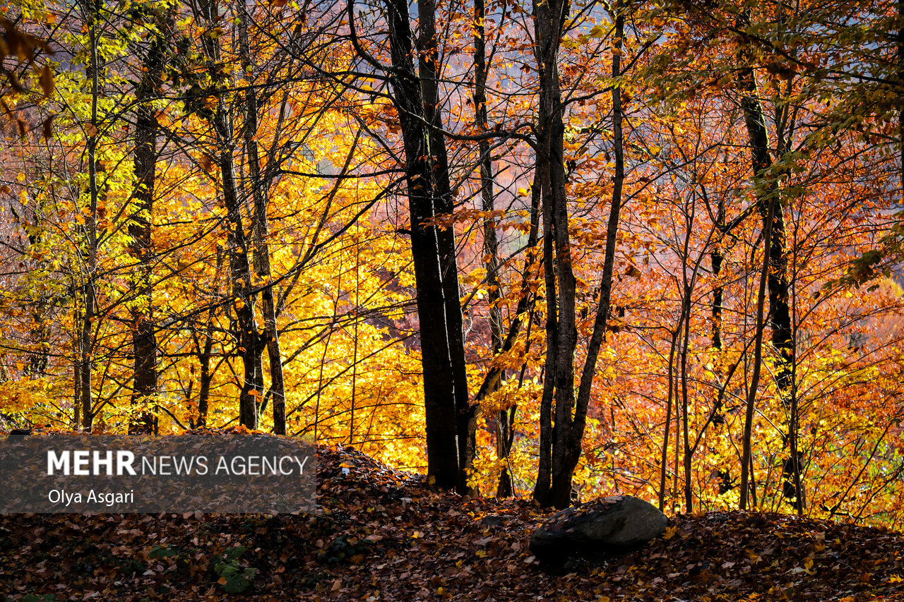 Autumn in the Heights of Golestan