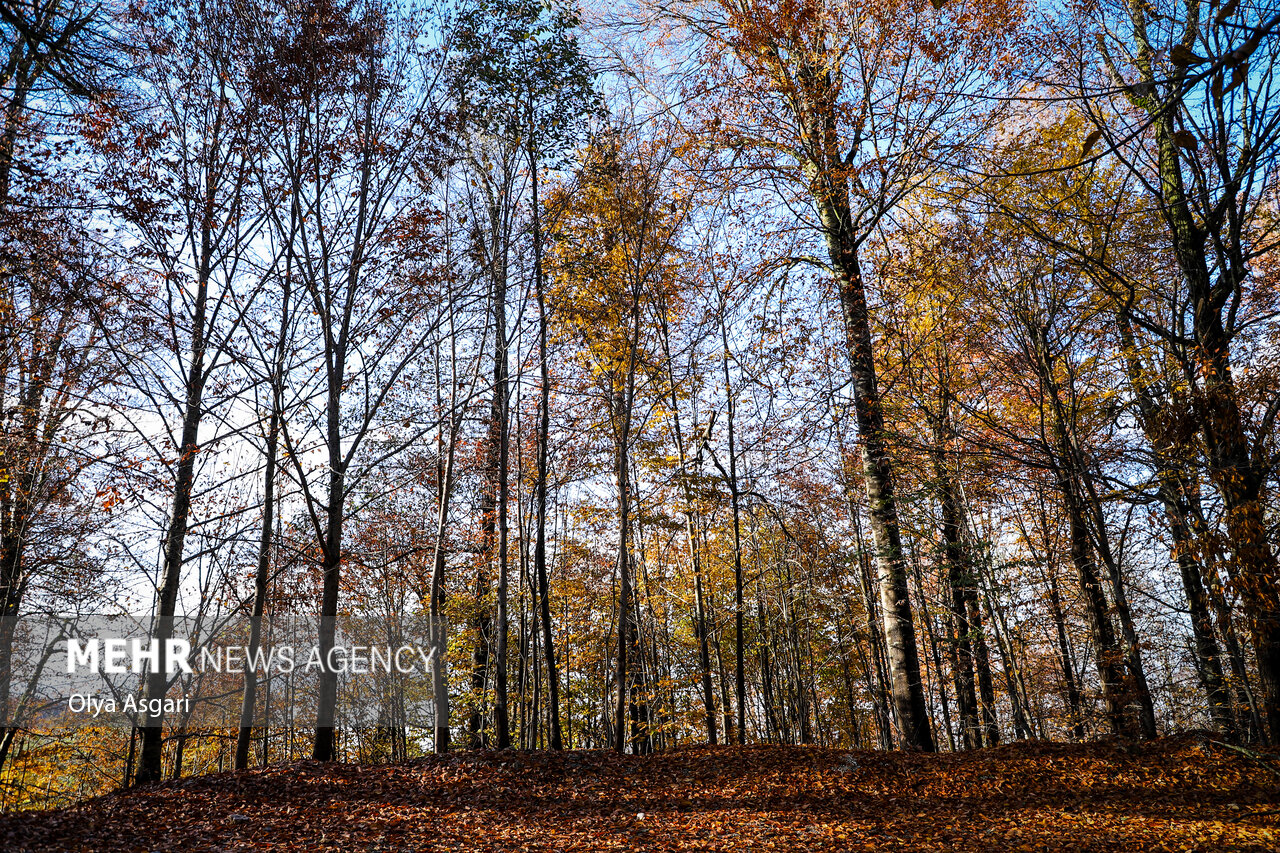 Autumn in the Heights of Golestan