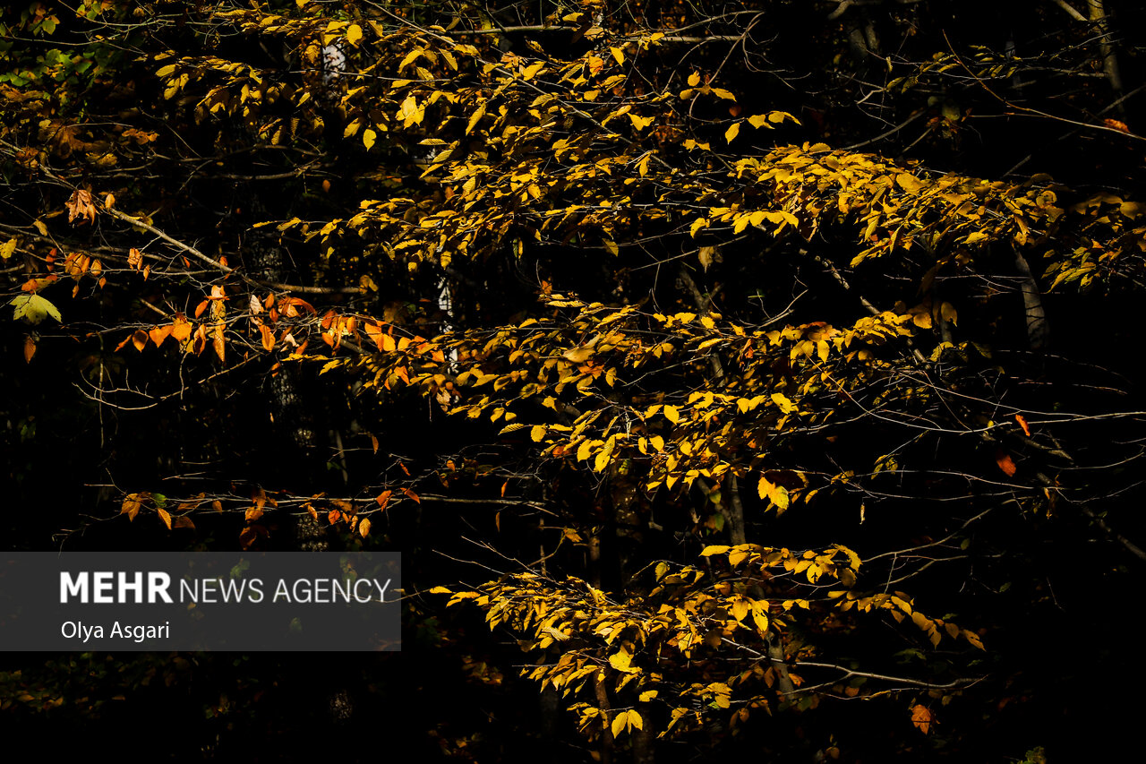 Autumn in the Heights of Golestan