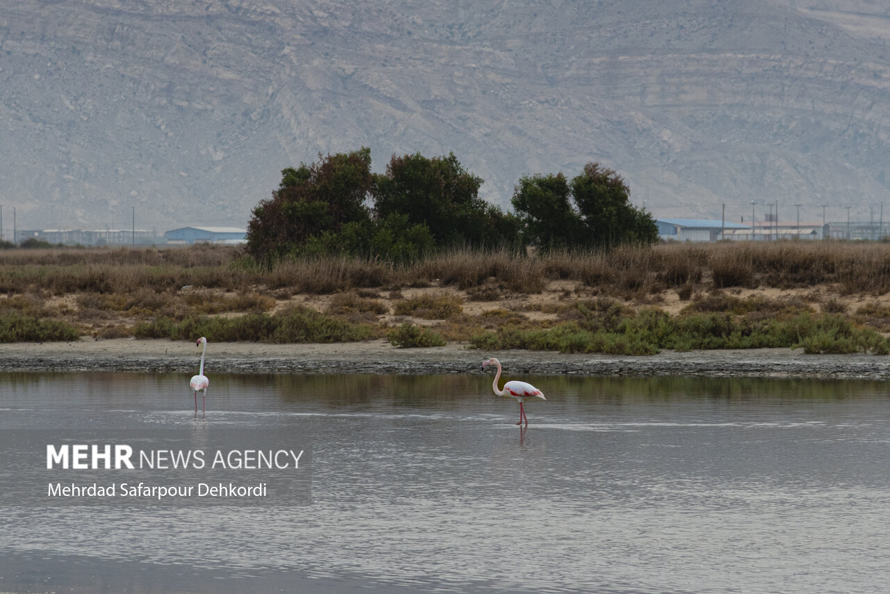 Naiband, Iran’s First Marine National Park