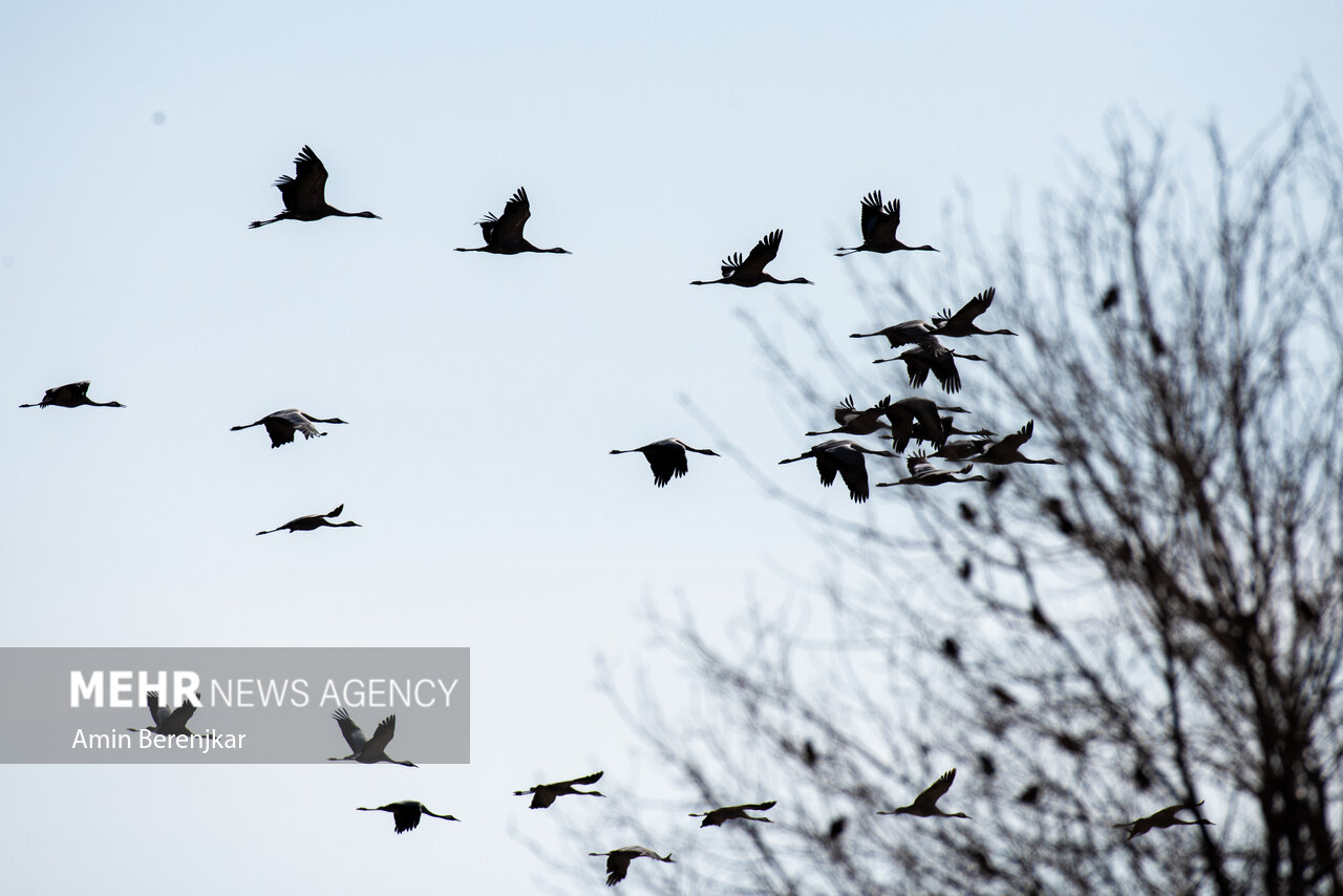 cranes 