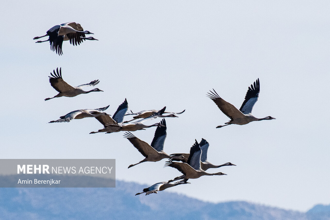 cranes 