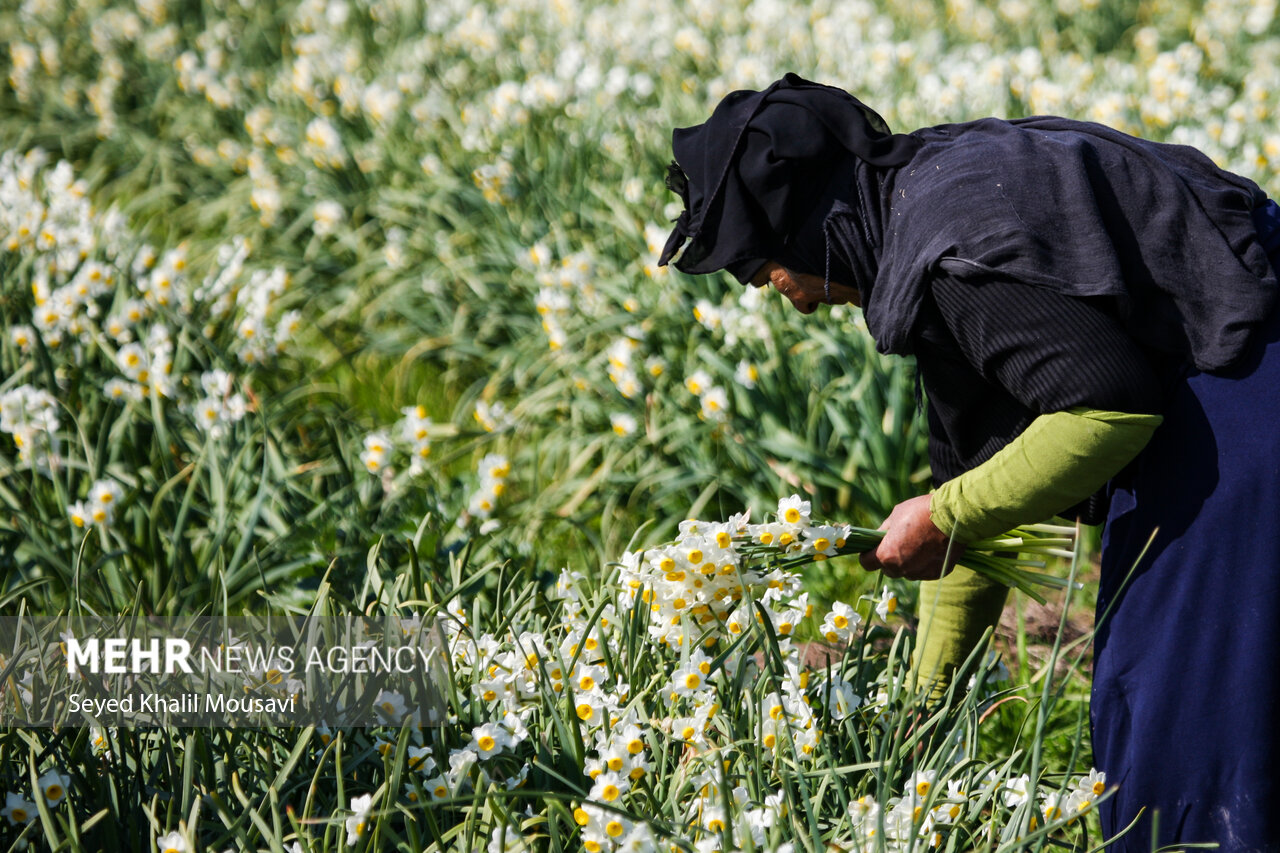 Harvesting flowers in Khuzestan