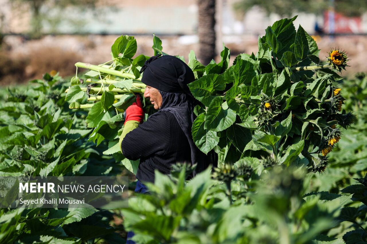 Harvesting flowers in Khuzestan