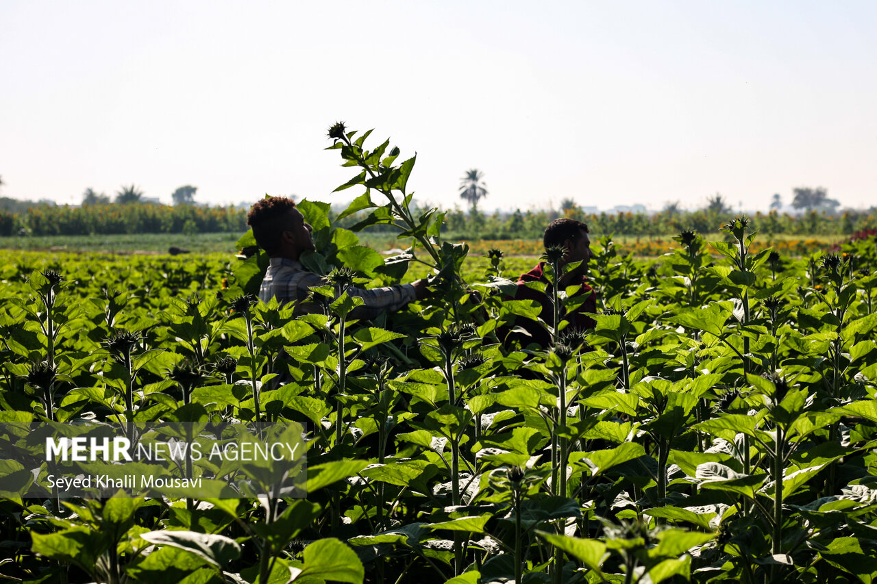 Harvesting flowers in Khuzestan