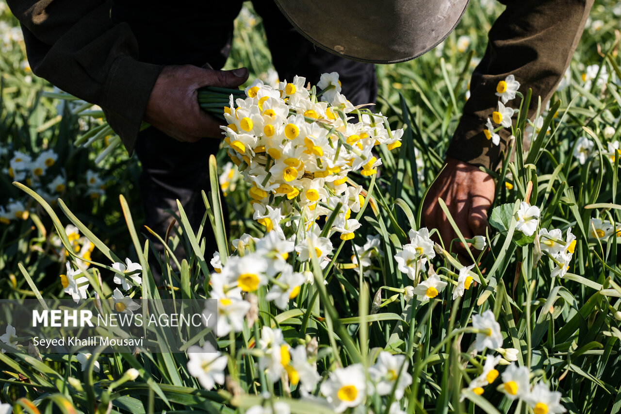 Harvesting flowers in Khuzestan