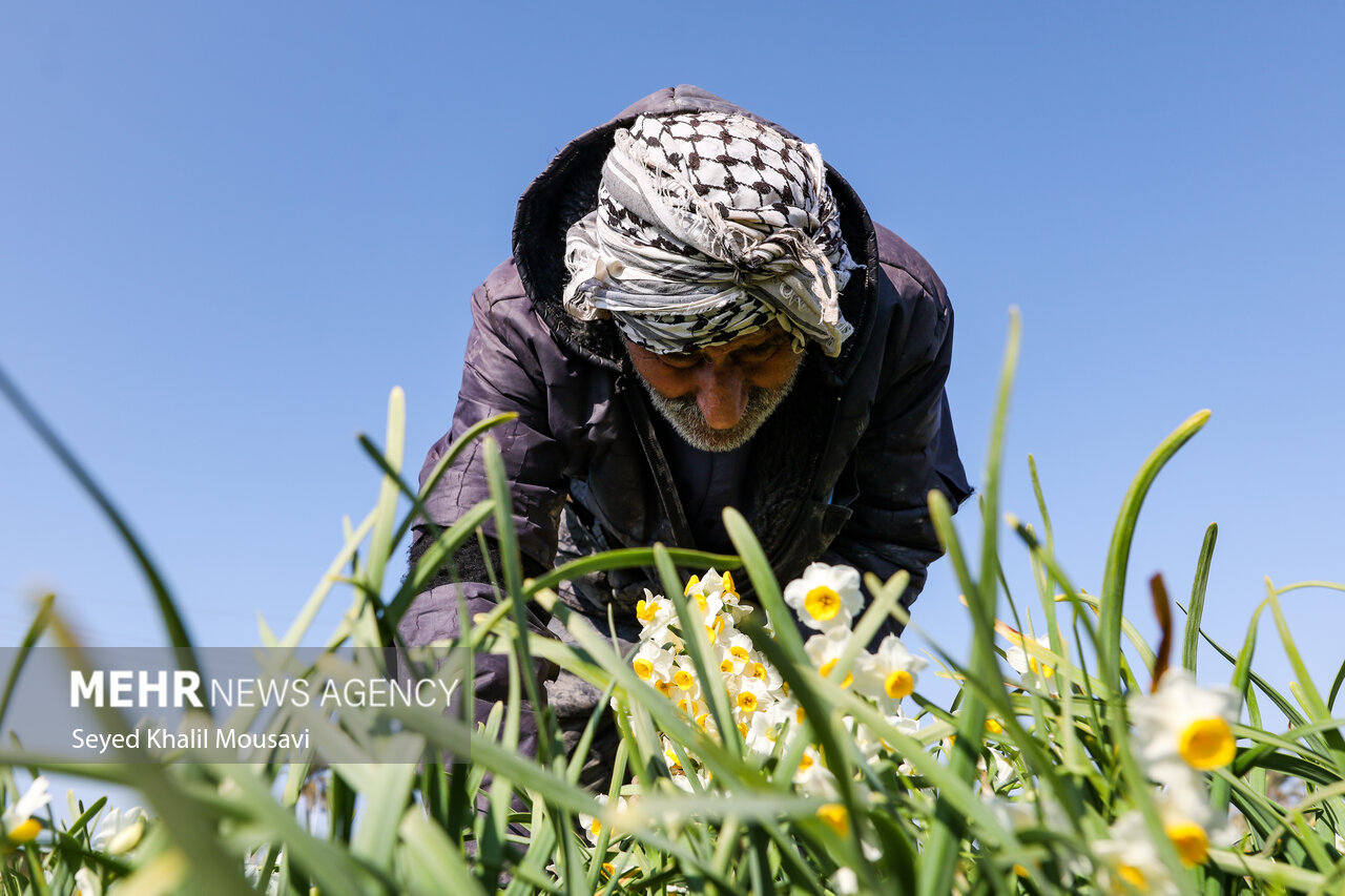 Harvesting flowers in Khuzestan