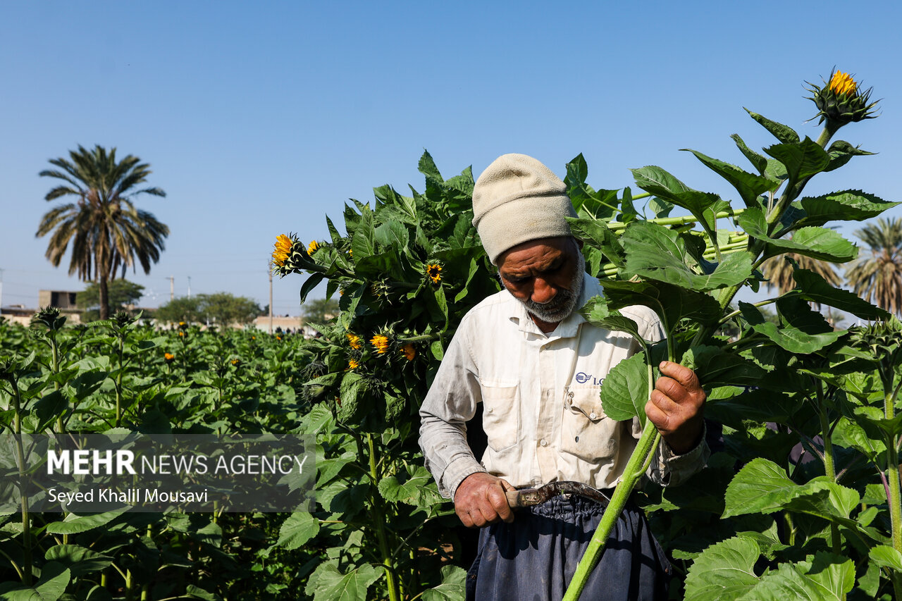 Harvesting flowers in Khuzestan