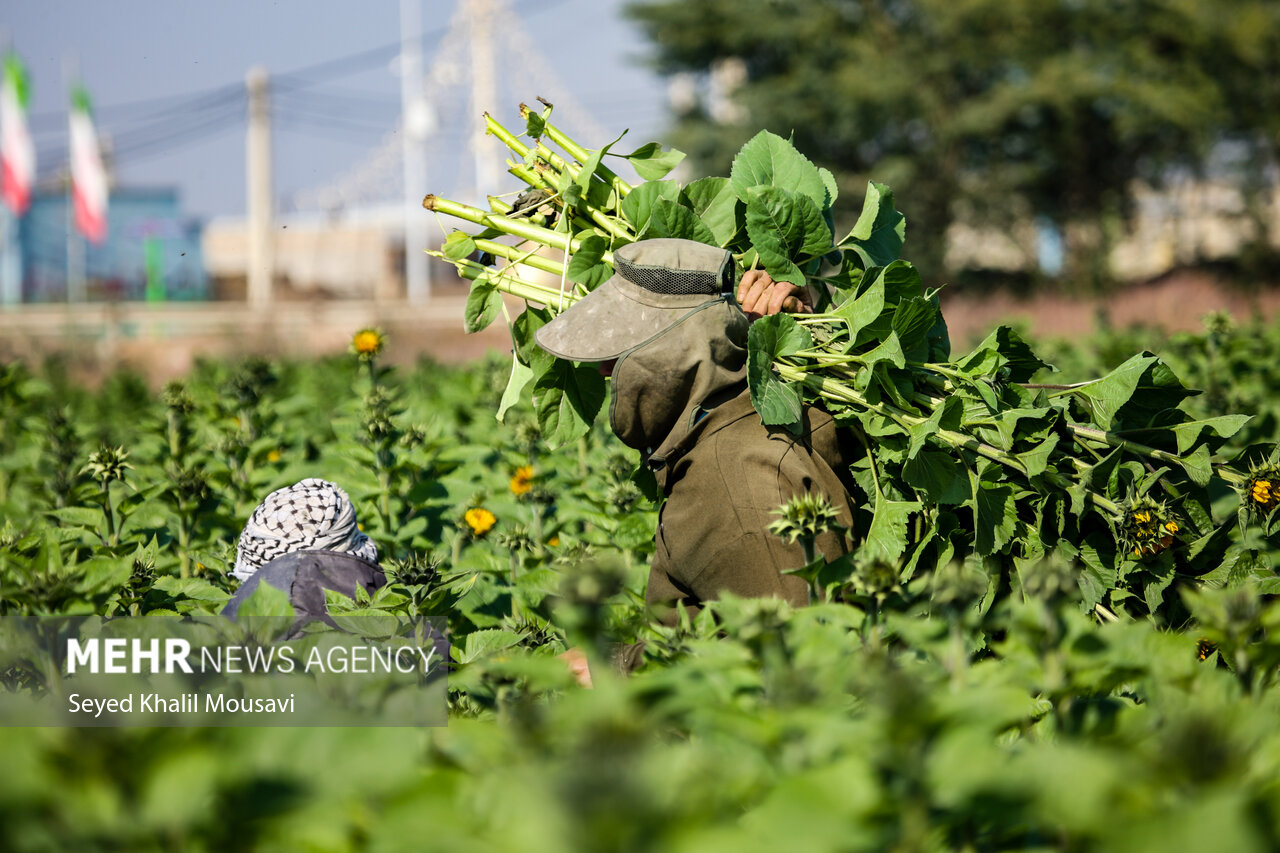 Harvesting flowers in Khuzestan