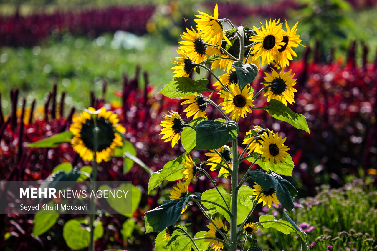 Harvesting flowers in Khuzestan