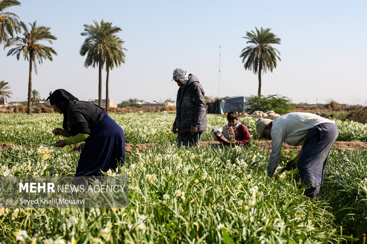 Harvesting flowers in Khuzestan