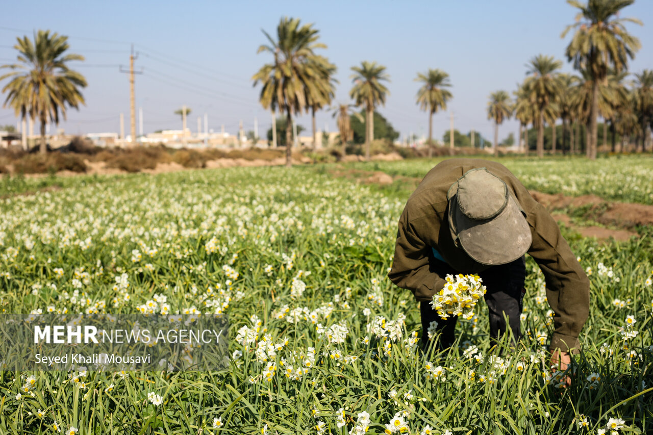 Harvesting flowers in Khuzestan