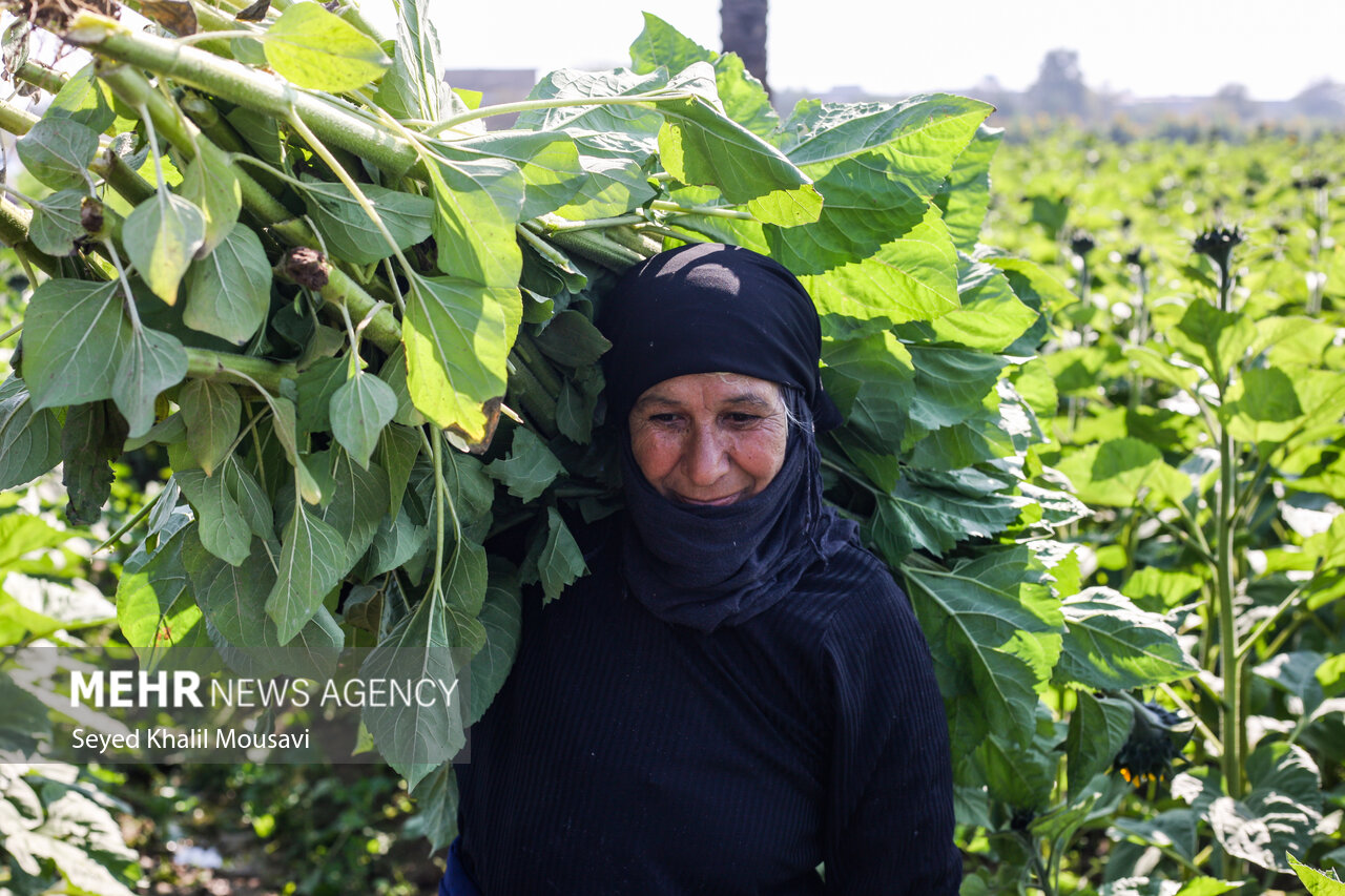 Harvesting flowers in Khuzestan