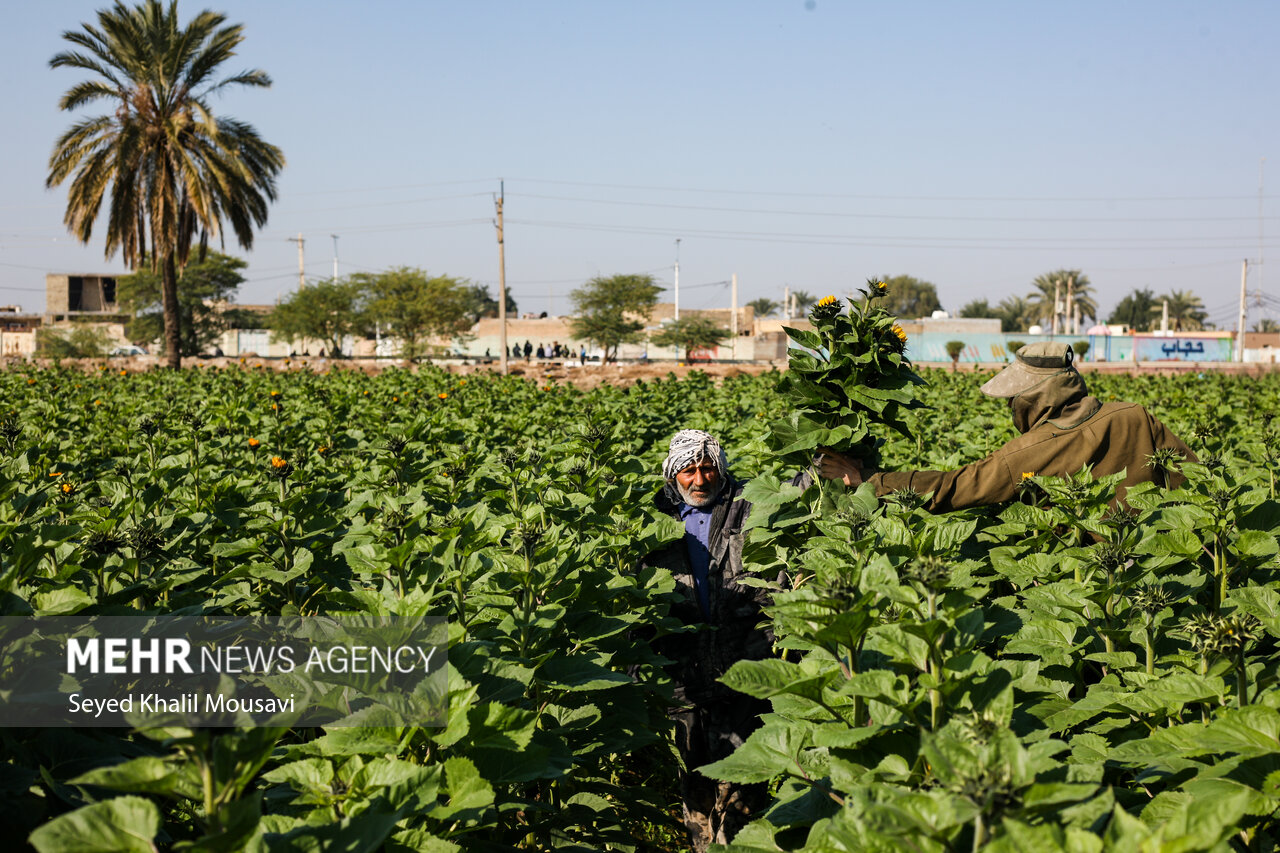 Harvesting flowers in Khuzestan