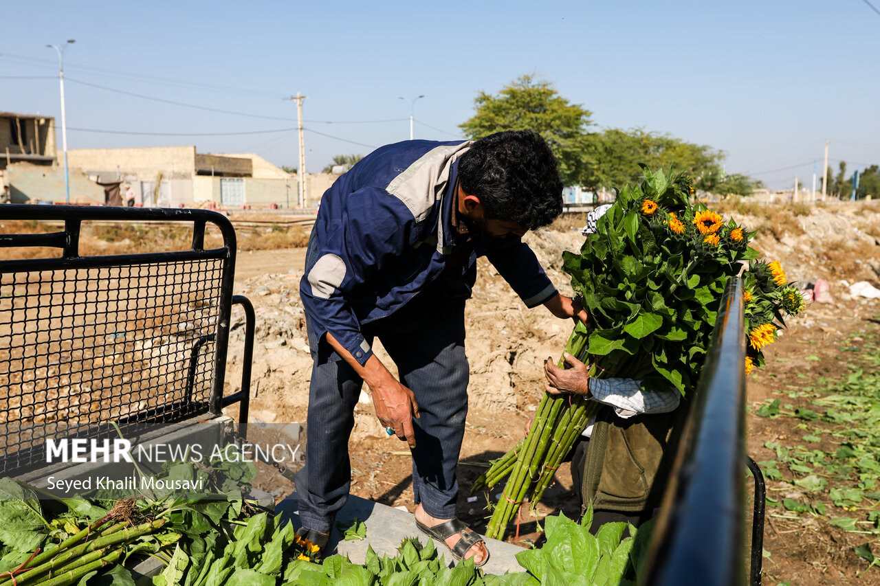 Harvesting flowers in Khuzestan