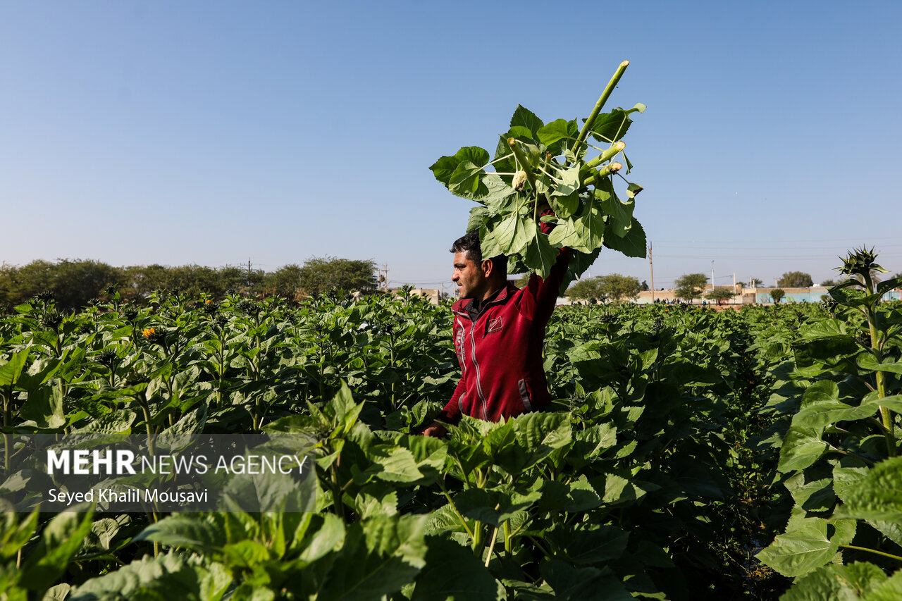 Harvesting flowers in Khuzestan