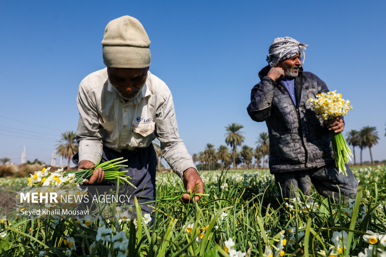 Harvesting flowers in Khuzestan