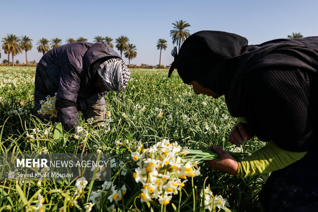 Harvesting flowers in Khuzestan