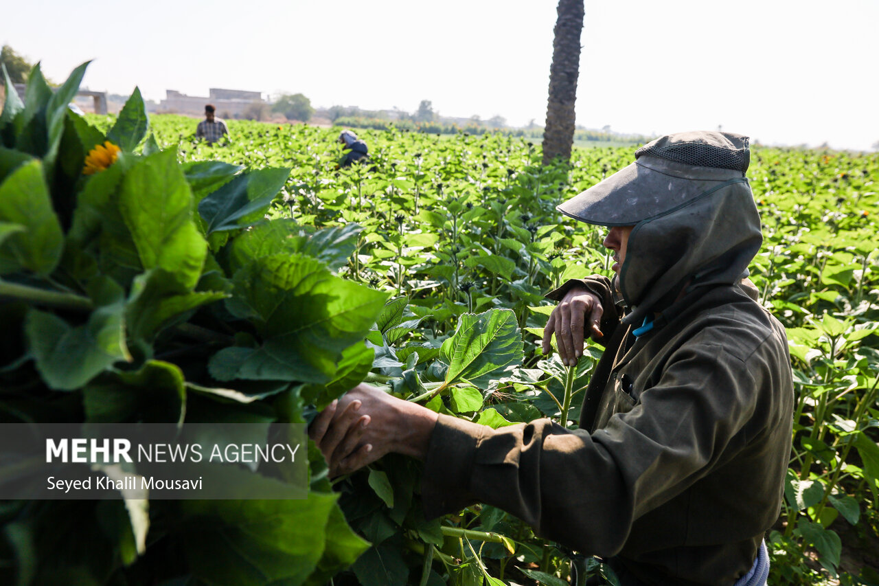 Harvesting flowers in Khuzestan